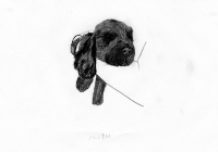 http://www.dannimcgrath.com/files/gimgs/th-12_18_Allen.jpg
