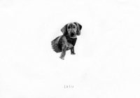 http://www.dannimcgrath.com/files/gimgs/th-12_21_Lulu.jpg