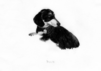 http://www.dannimcgrath.com/files/gimgs/th-12_22_Billie.jpg