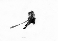 http://www.dannimcgrath.com/files/gimgs/th-12_24_Pilot.jpg