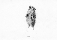 http://www.dannimcgrath.com/files/gimgs/th-12_31_Bear.jpg