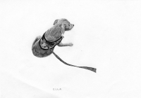 http://www.dannimcgrath.com/files/gimgs/th-12_43_Ella.jpg