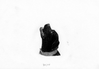 http://www.dannimcgrath.com/files/gimgs/th-12_45_Bacon.jpg